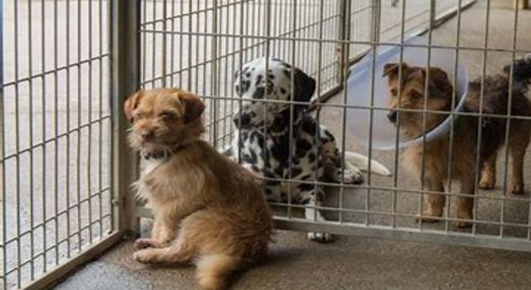 Refugio en El Paso con más de mil animales esperando ser adoptados.