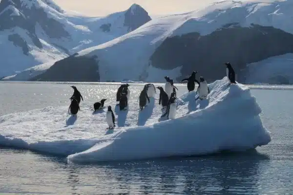 Trump impone aranceles a islas habitadas sólo por pingüinos