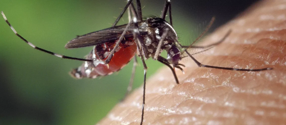 Aumenta en Laredo actividad de mosquitos transmisores de enfermedades