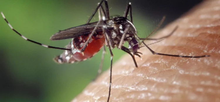 Aumenta en Laredo actividad de mosquitos transmisores de enfermedades