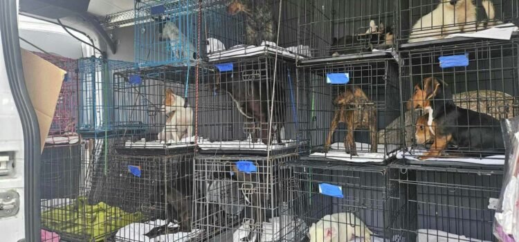 Laredo Animal Care Services concluye una semana de esfuerzos de esterilización y una segunda clínica de vacunación