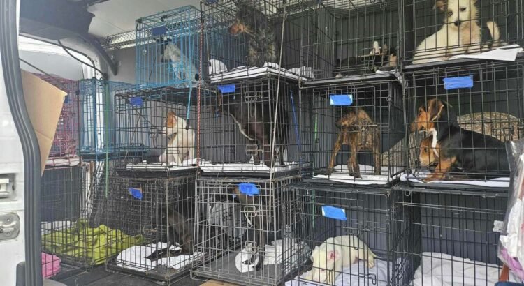 Laredo Animal Care Services concluye una semana de esfuerzos de esterilización y una segunda clínica de vacunación
