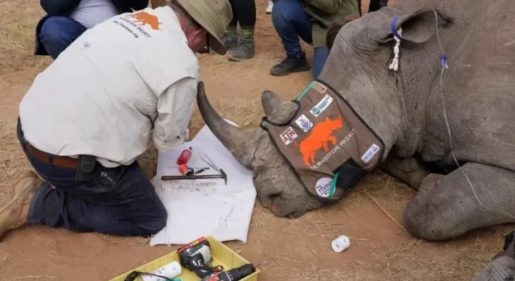 Científicos sudafricanos fabrican cuernos de rinoceronte radiactivos para combatir la caza furtiva