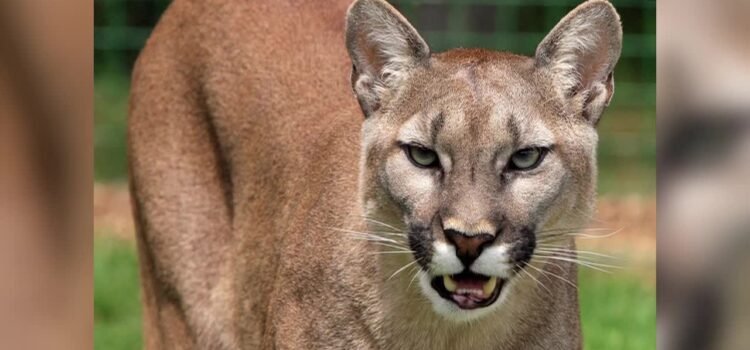 Policía de Laredo no encuentra rastro de puma