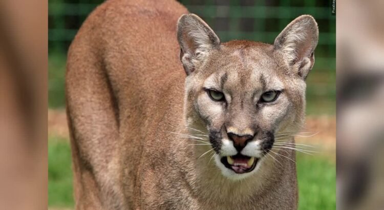 Policía de Laredo no encuentra rastro de puma